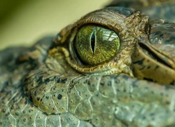 Traditional 'swamp king' monster croc