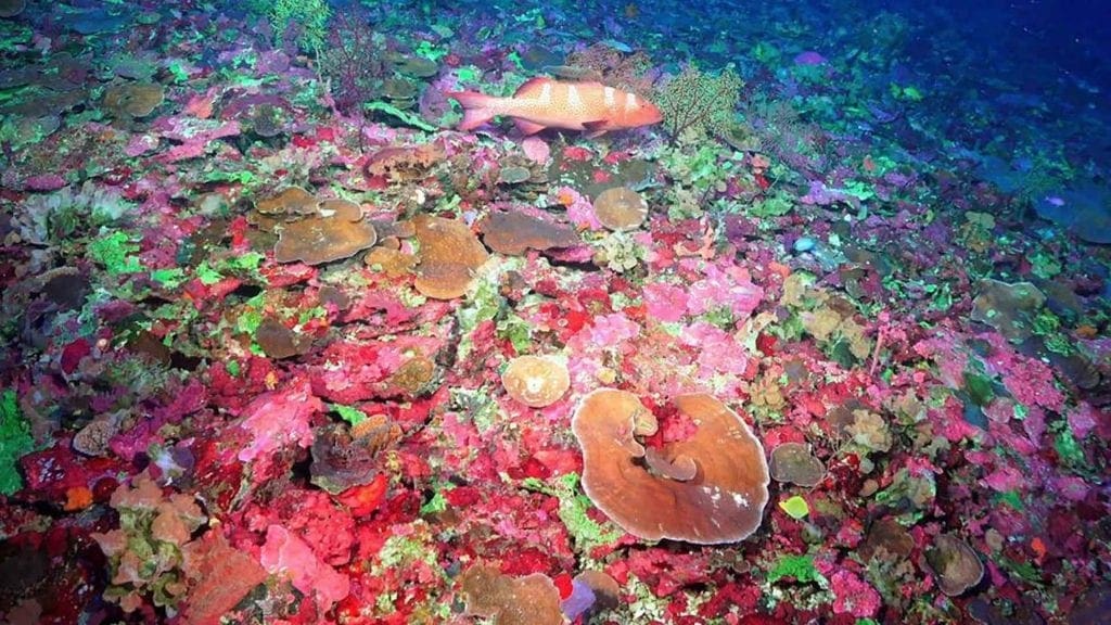 Newly discovered HUGE reef explored by underwater robot