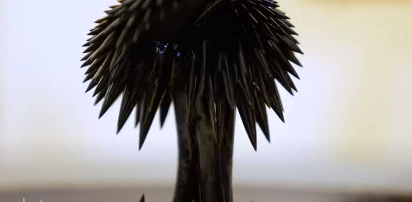 Watch magnetic ferrofluid become amazing art!